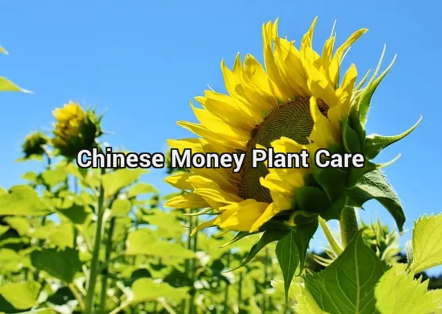 Chinese Money Plant Care