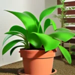 Bringing Luck & Prosperity Into Your Home – Symbolism of Pothos